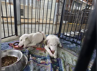 Monia und Mara: zwei Engel mit Plüschohren