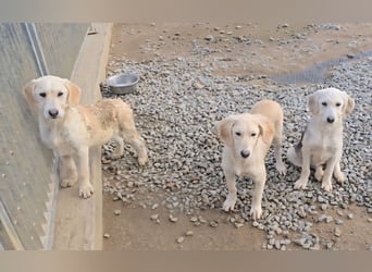 Cianbella: Schlappohren zum Liebhaben