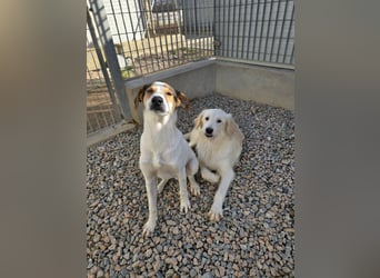 Nicolino: Mini-Retriever verzaubert mit guter Laune