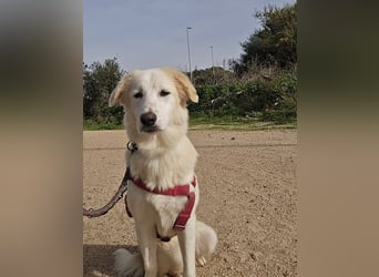 Tesorina: einfach unwiderstehlich