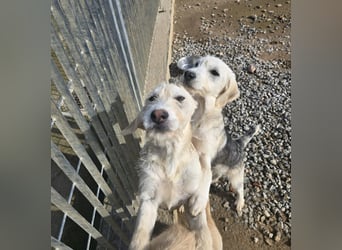 Cianbella: Schlappohren zum Liebhaben