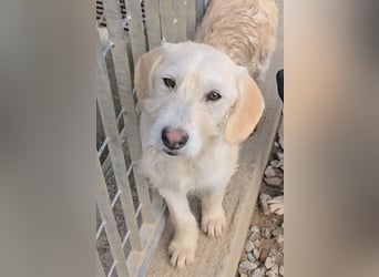 Cianbella: Schlappohren zum Liebhaben