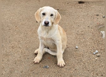 Cianbella: Schlappohren zum Liebhaben