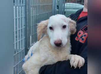 Bubo: so klein und so allein