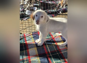 Monia und Mara: zwei Engel mit Plüschohren