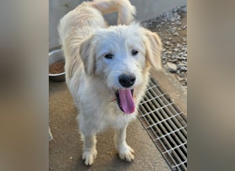 Nicolino: Mini-Retriever verzaubert mit guter Laune