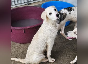 Pallino: verloren im Tierheim