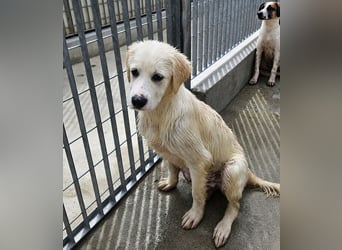 Pallino: verloren im Tierheim