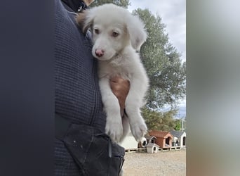 Monia und Mara: zwei Engel mit Plüschohren