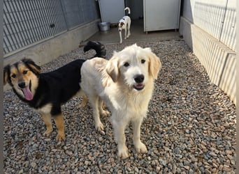 Nicolino: Mini-Retriever verzaubert mit guter Laune