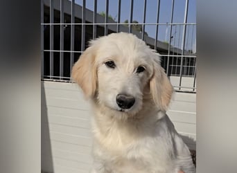 Nicolino: Mini-Retriever verzaubert mit guter Laune