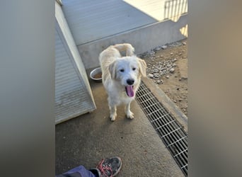 Nicolino: Mini-Retriever verzaubert mit seinem Wesen