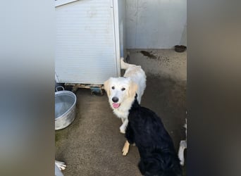 Nicolino: Mini-Retriever verzaubert mit guter Laune