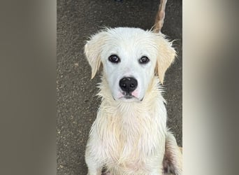 Pallino: verloren im Tierheim