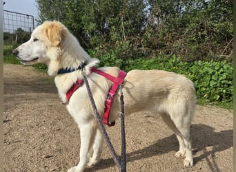 Tesorina: einfach unwiderstehlich