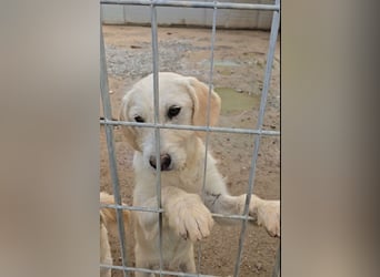 Cianbella: Schlappohren zum Liebhaben