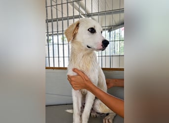 Pallino: verloren im Tierheim