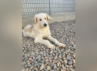 Nicolino: Mini-Retriever verzaubert mit guter Laune