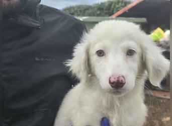 Monia und Mara: zwei Engel mit Plüschohren