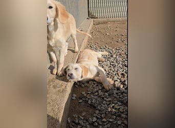 Cianbella: Schlappohren zum Liebhaben