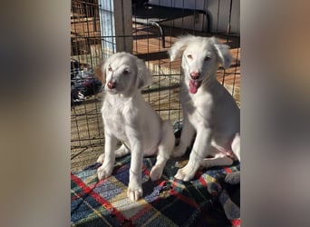 Monia und Mara: zwei Engel mit Plüschohren