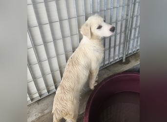 Pallino: verloren im Tierheim