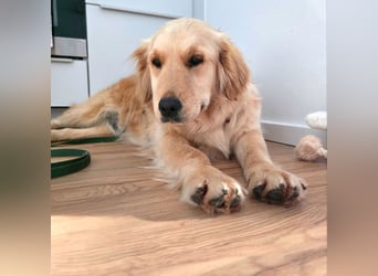 Selma wartet auf ihrer Pflegestelle in Kiel auf ihr neues Zuhause!