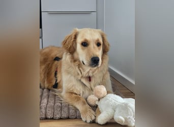 Selma wartet auf ihrer Pflegestelle in Kiel auf ihr neues Zuhause!