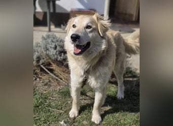 Barney ein Traumwesen