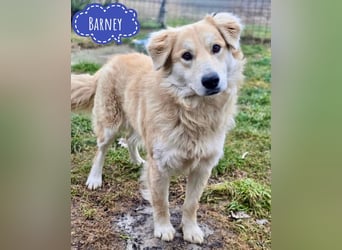 Barney ein Traumwesen