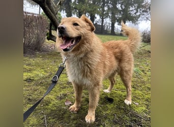 Buckley ein freundlicher Hundebub