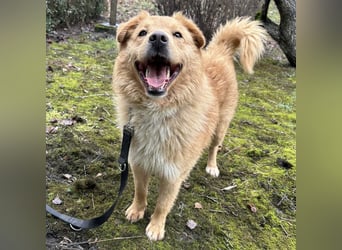 Buckley ein freundlicher Hundebub