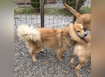 Darla eine gutmütiges freundliches Hundemädchen