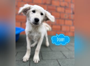 Dobby ein kleiner Schatz