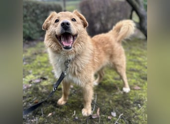 Buckley ein freundlicher Hundebub