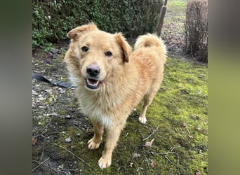 Buckley ein freundlicher Hundebub