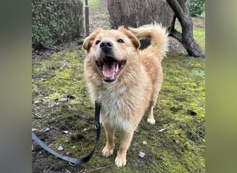 Buckley ein freundlicher Hundebub