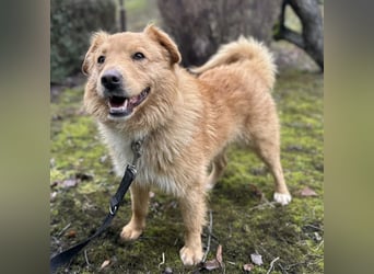 Buckley ein freundlicher Hundebub