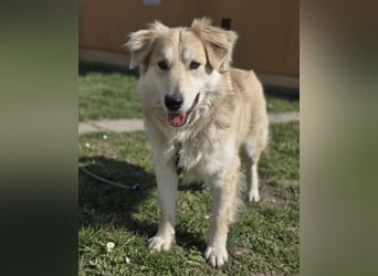 Barney ein Traumwesen