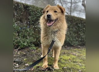 Buckley ein freundlicher Hundebub