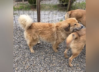 Darla eine gutmütiges freundliches Hundemädchen