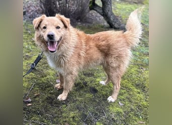 Buckley ein freundlicher Hundebub