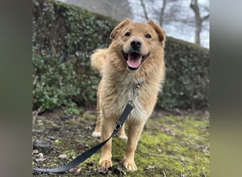 Buckley ein freundlicher Hundebub