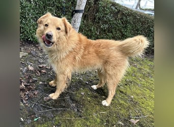 Buckley ein freundlicher Hundebub