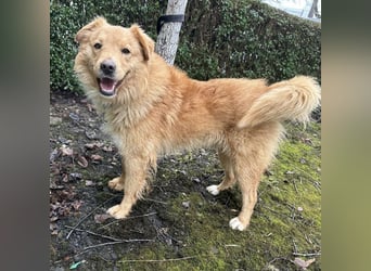 Buckley ein freundlicher Hundebub