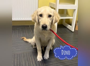 Dino ein Engelchen