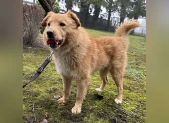 Buckley ein freundlicher Hundebub