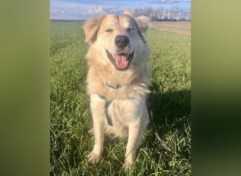 Barney ein Traumwesen