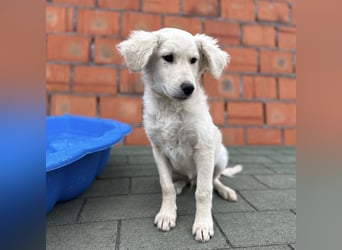 Dobby ein kleiner Schatz