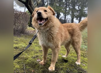 Buckley ein freundlicher Hundebub